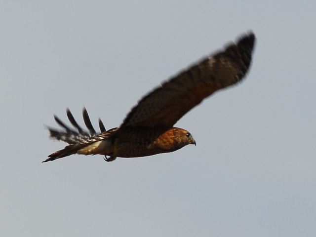 Red-shouldered Hawk